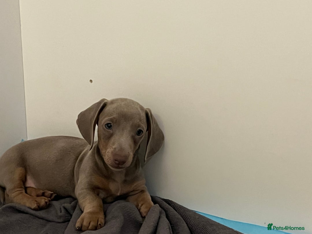 Dachshund dogs for sale: Beautiful Isabella pups exceptional quality  - Image 26