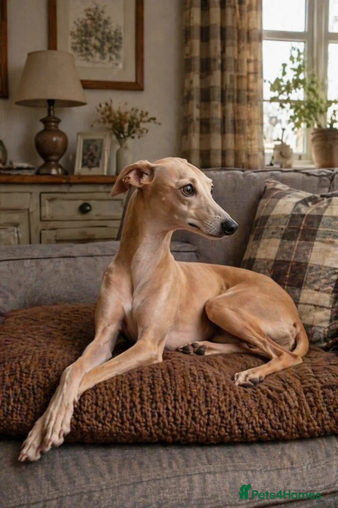 Italian Greyhound dogs for stud: 👑🐕Italian Greyhound stud dog available ✨ - Advert 1