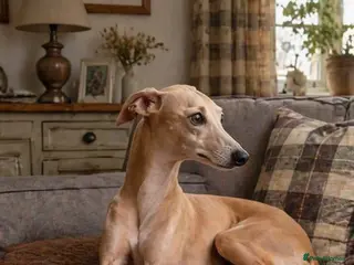 Italian Greyhound dogs 👑🐕Italian Greyhound stud dog available ✨ - Advert 12