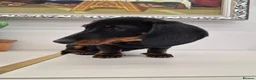 Miniature Dachshund dogs for sale: Miniature Dachshund.Fully vaccinated.Ready t leave - Advert 6