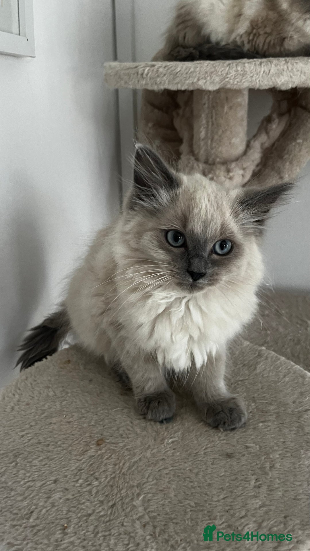 Ragdoll cats for sale: Beautiful ragdoll kittens - Image 6