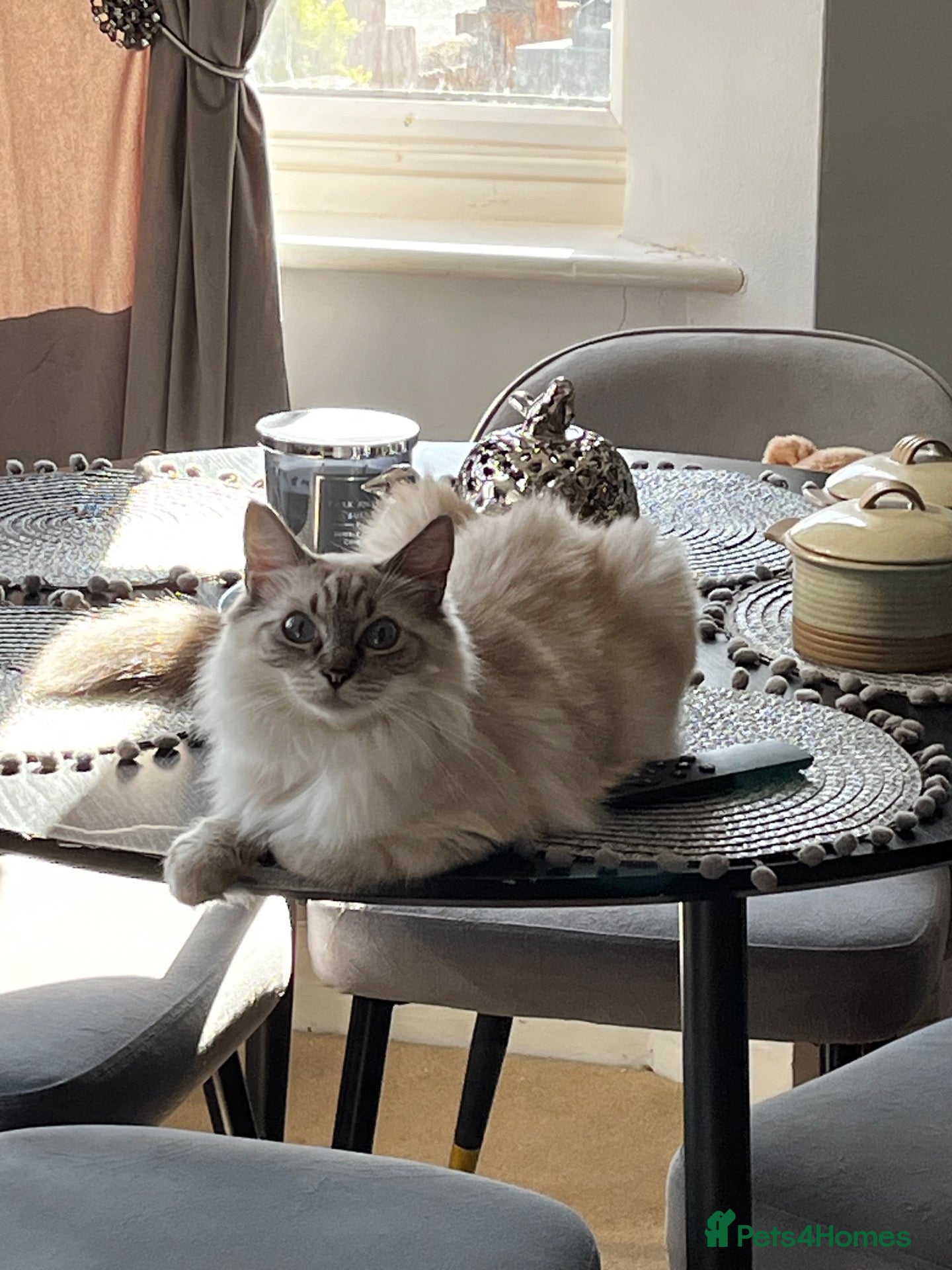 Ragdoll cats 😻Pure Ragdoll Kittens looking for loving home ❤️ - Advert 2