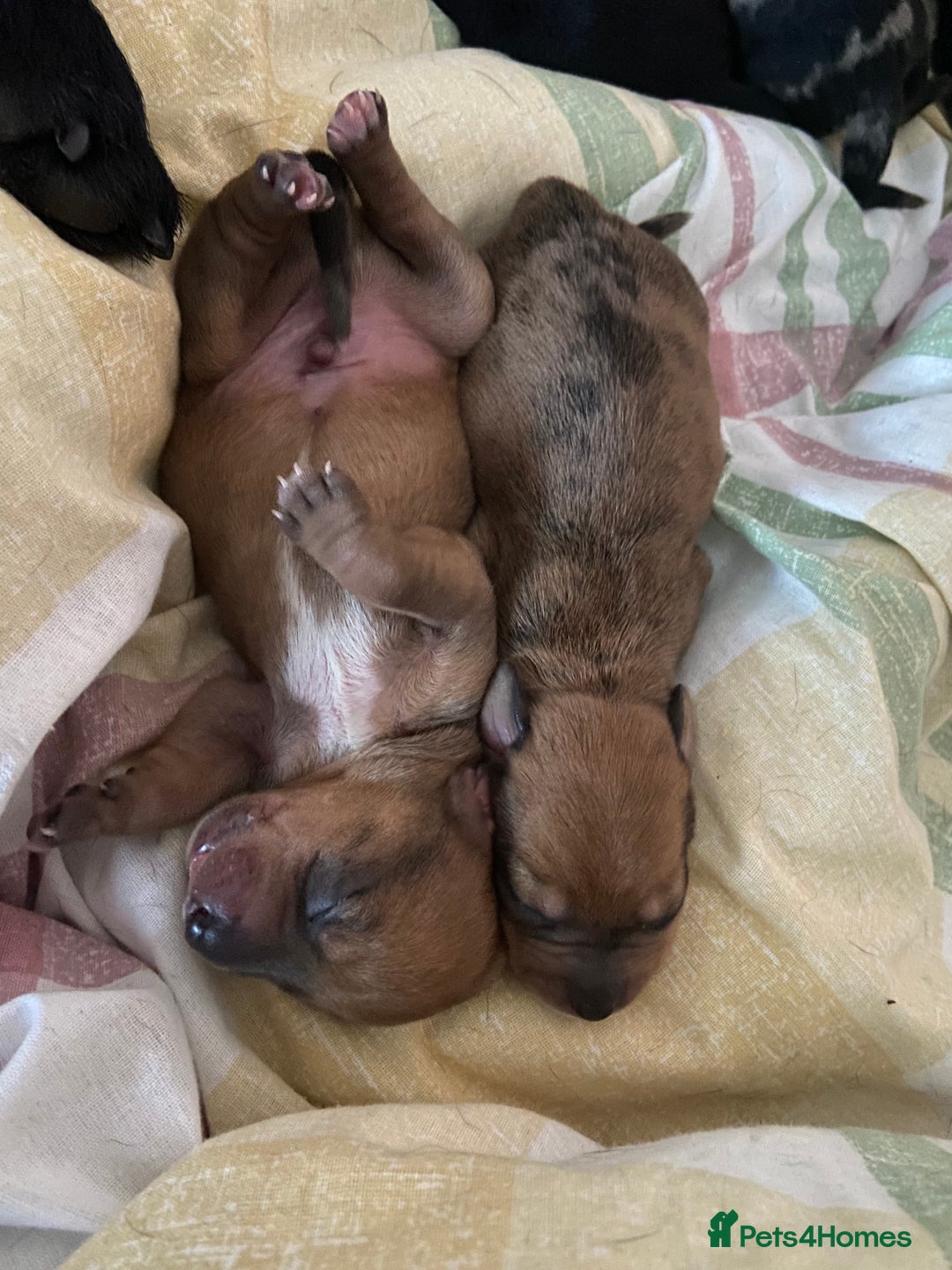 Mixed Breed dogs for sale: Dachshund cross Patterdale - Image 34