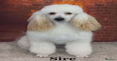 Cavapoo dogs - Advert 11