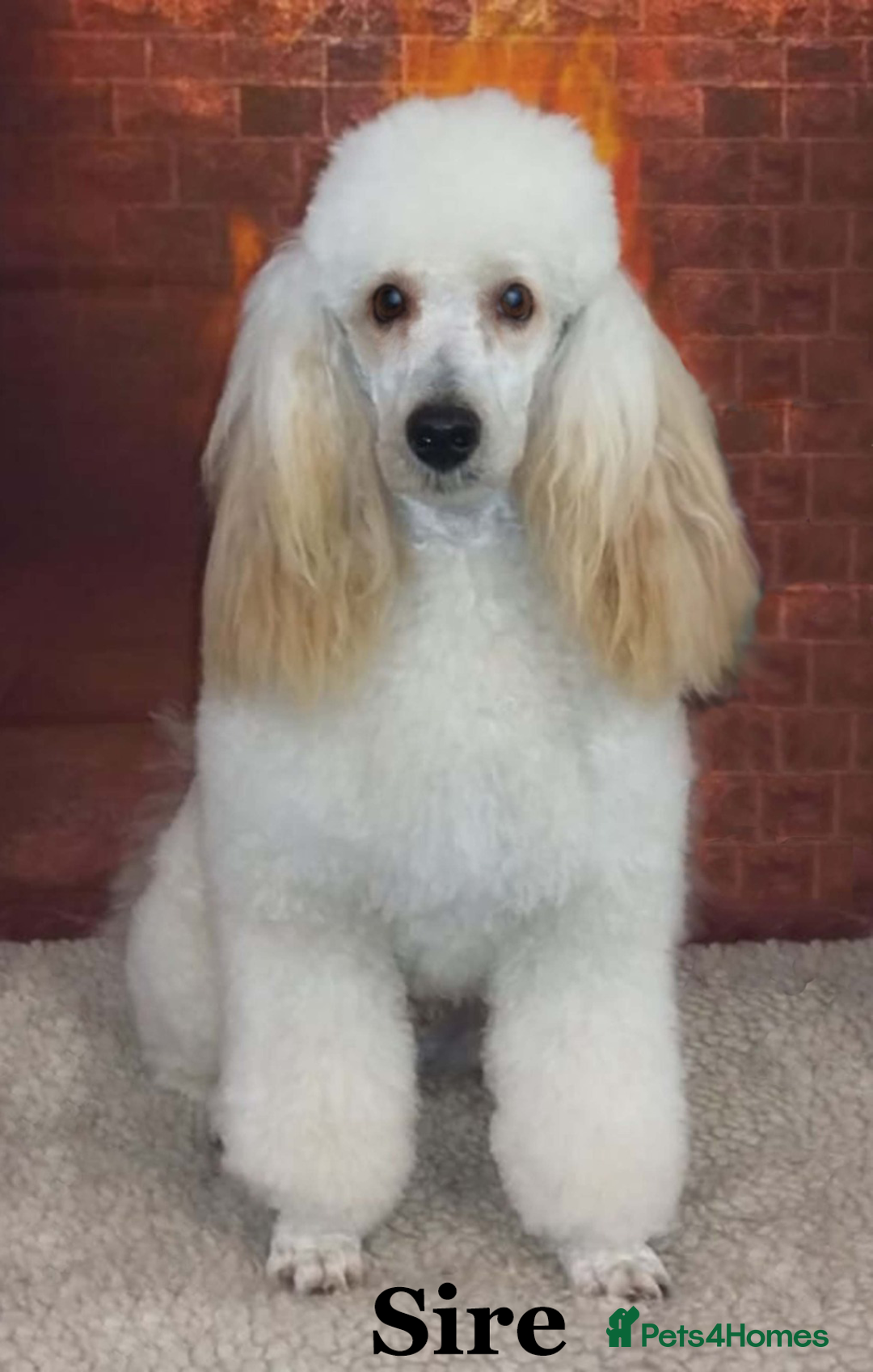 Cavapoo dogs for sale: 5 Star Council Licensed Breeder of 50 years - Image 3