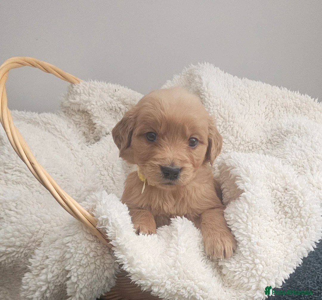 Golden Retriever dogs for sale: Amazing shades long awaited litter - Advert 21