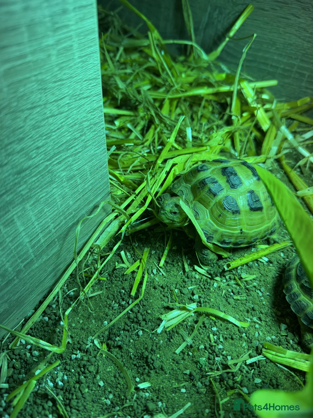 Hermann Tortoise reptiles for sale: 2 horsefield tortoises - Advert 9