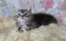 Maine Coon cats for sale: Stunning GCCF Maine Coon babies - Image 13