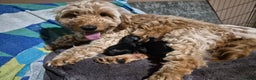 Mixed Breed dogs for sale: Cockapoo × lab x deerhound  - Advert 1