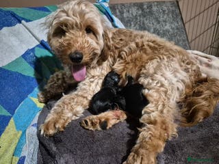 Mixed Breed dogs Cockapoo × lab x deerhound - Advert 2