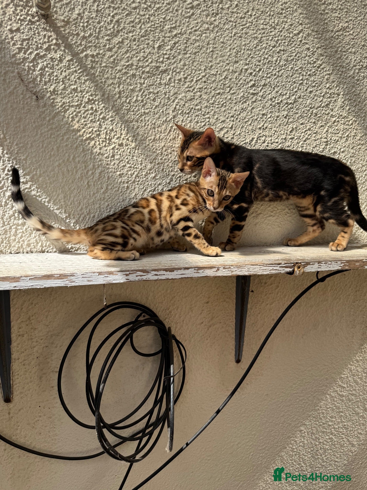 Bengal cats Bengal kittens for sale - Advert 2