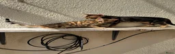 Bengal cats for sale: Bengal kittens for sale - Advert 1