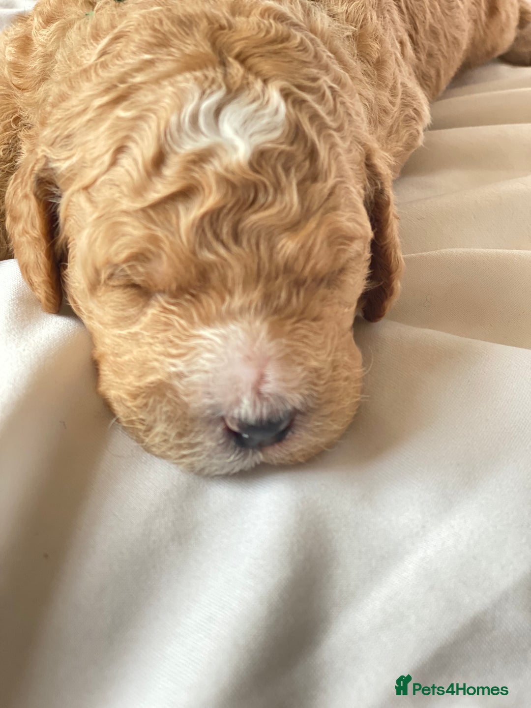 Labradoodle dogs for sale: Beautiful F3b Labradoodle Puppies - Image 6