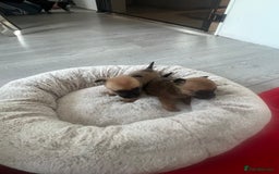 Chihuahua dogs for sale:  **  Chihuahua - Advert 1