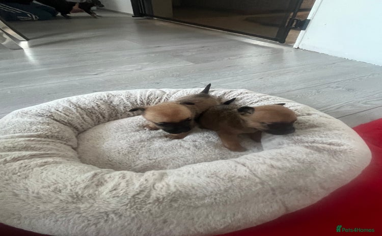 Chihuahua dogs  **  Chihuahua - Advert 1