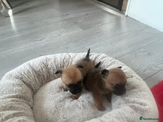 Chihuahua dogs ** Chihuahua - Advert 1