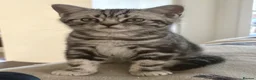 British Shorthair cats for sale: British Shorthair Silver tabby male kitten  - Advert 2
