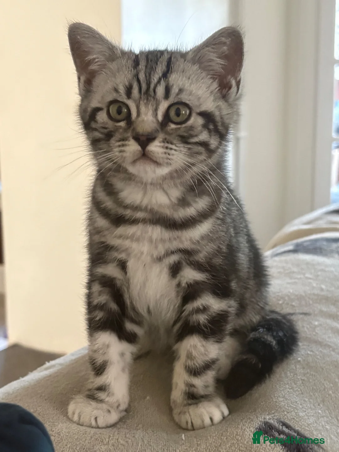 British Shorthair cats for sale: British Shorthair Silver tabby male kitten  - Advert 2