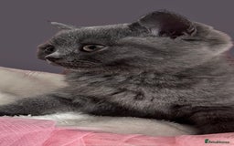 British Shorthair cats for sale: 🐾 Blue British Shorthair Kittens  🐾 - Image 9
