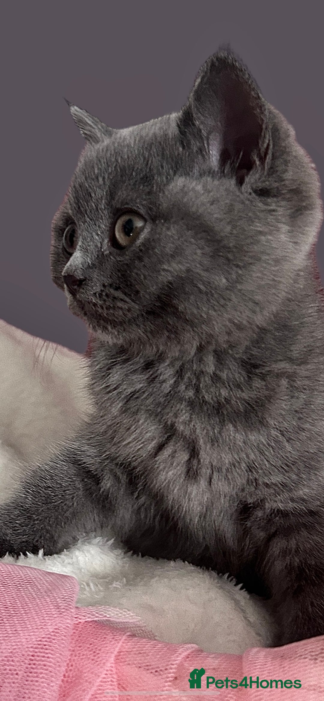 British Shorthair cats for sale: 🐾 Blue British Shorthair Kittens  🐾 - Image 9