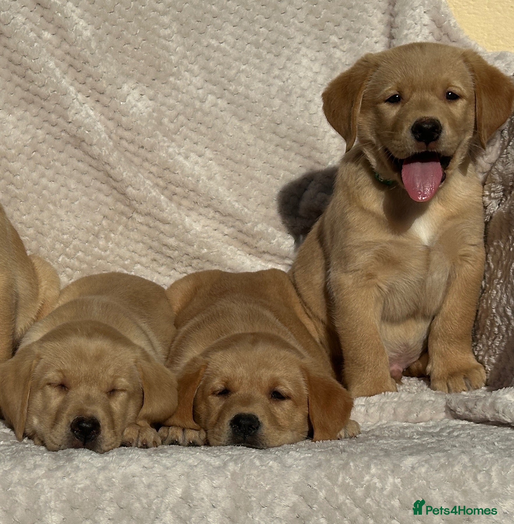 Labrador Retriever dogs Beautiful litter of KC reg Labrador puppies  - Advert 2