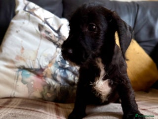 Mixed Breed dogs 🐾❤️ dachshund x Jack Russell puppies ❤️🐾 - Advert 5