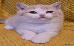 British Shorthair cats for sale: Pedigree, British Shorthair, TICA reg kittens - Image 33