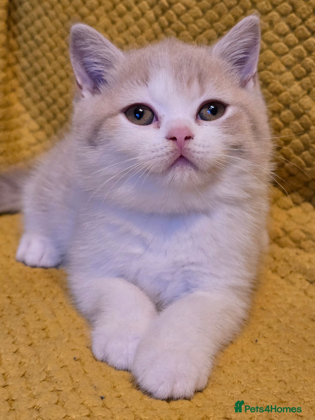 British Shorthair cats for sale: Pedigree, British Shorthair, TICA reg kittens - Image 33