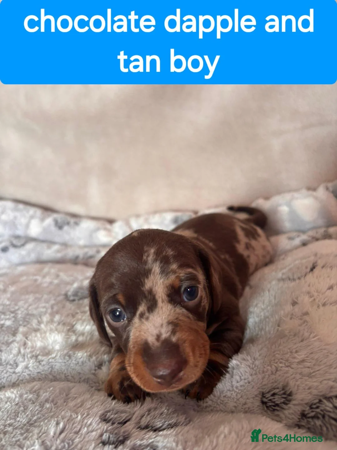 Miniature Dachshund dogs for sale: Short-haired miniature dachshund  in Tenby - Advert 2