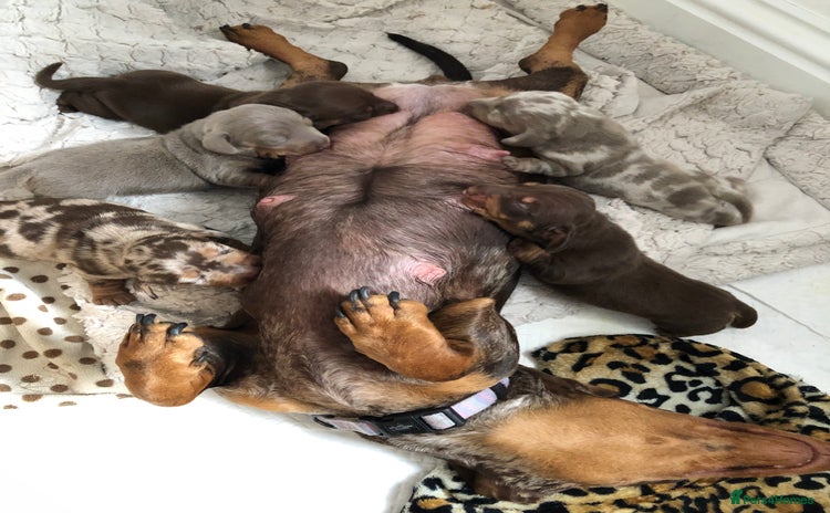 Dachshund dogs in Cardiff - Advert 10