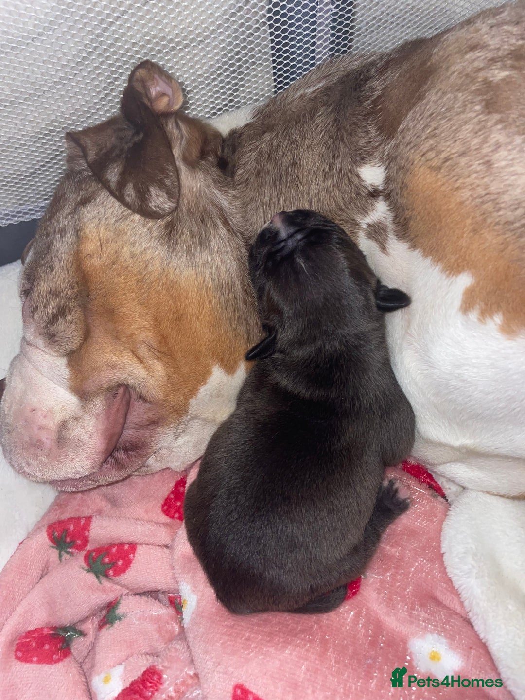 American Bully dogs for sale: American Pocket bully’s puppies  - Advert 35