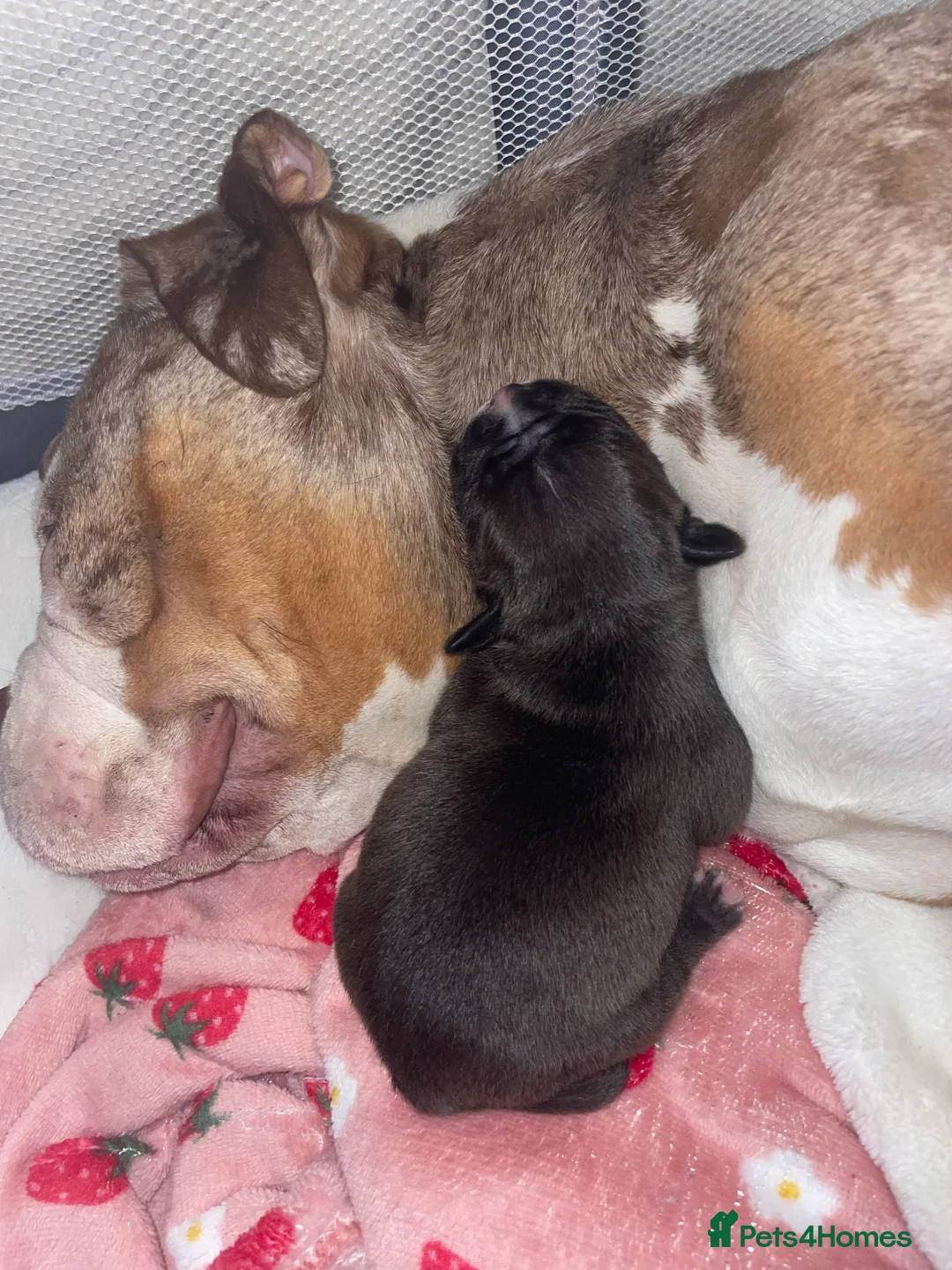 American Bully dogs for sale: American Pocket bully’s puppies  - Advert 35