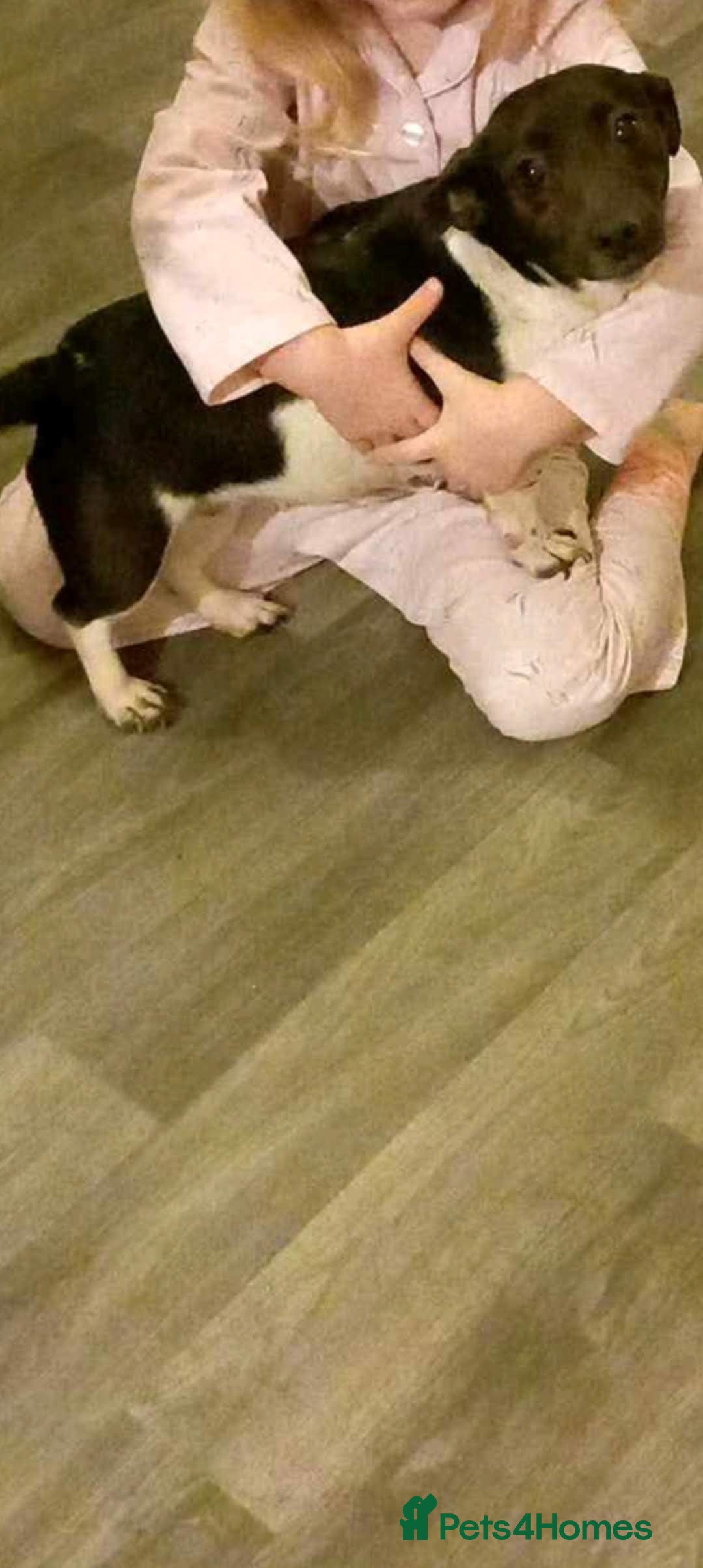 Mixed Breed dogs for sale: Jack Russell Pups in Braintree - Image 16