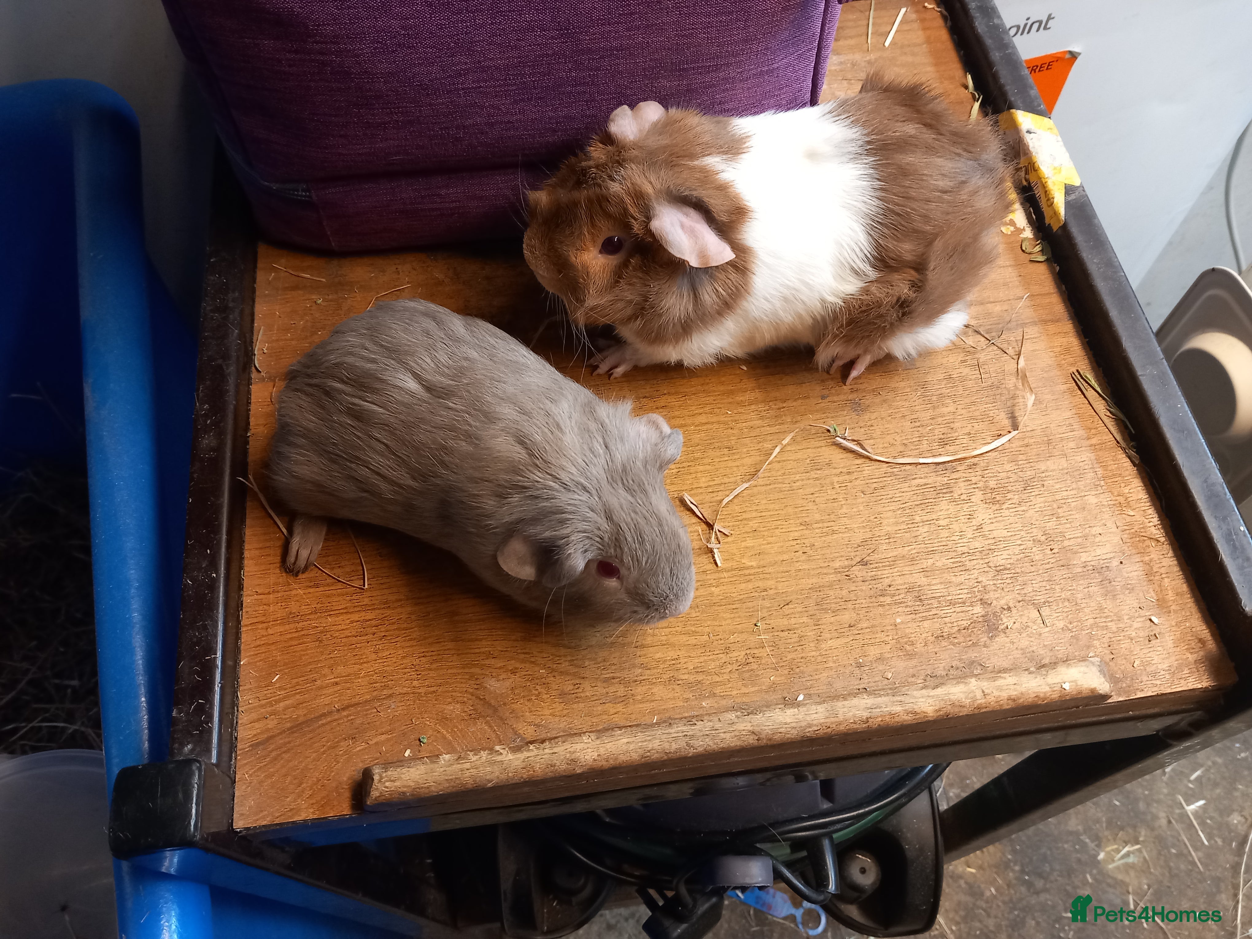 Guinea Pig rodents 2 baby guibea pigs for sale  - Advert 1