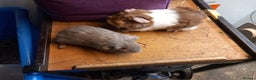 Guinea Pig rodents for sale: 2 baby guibea pigs for sale  - Advert 1