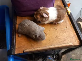 Guinea Pig rodents 2 baby guibea pigs for sale - Advert 13