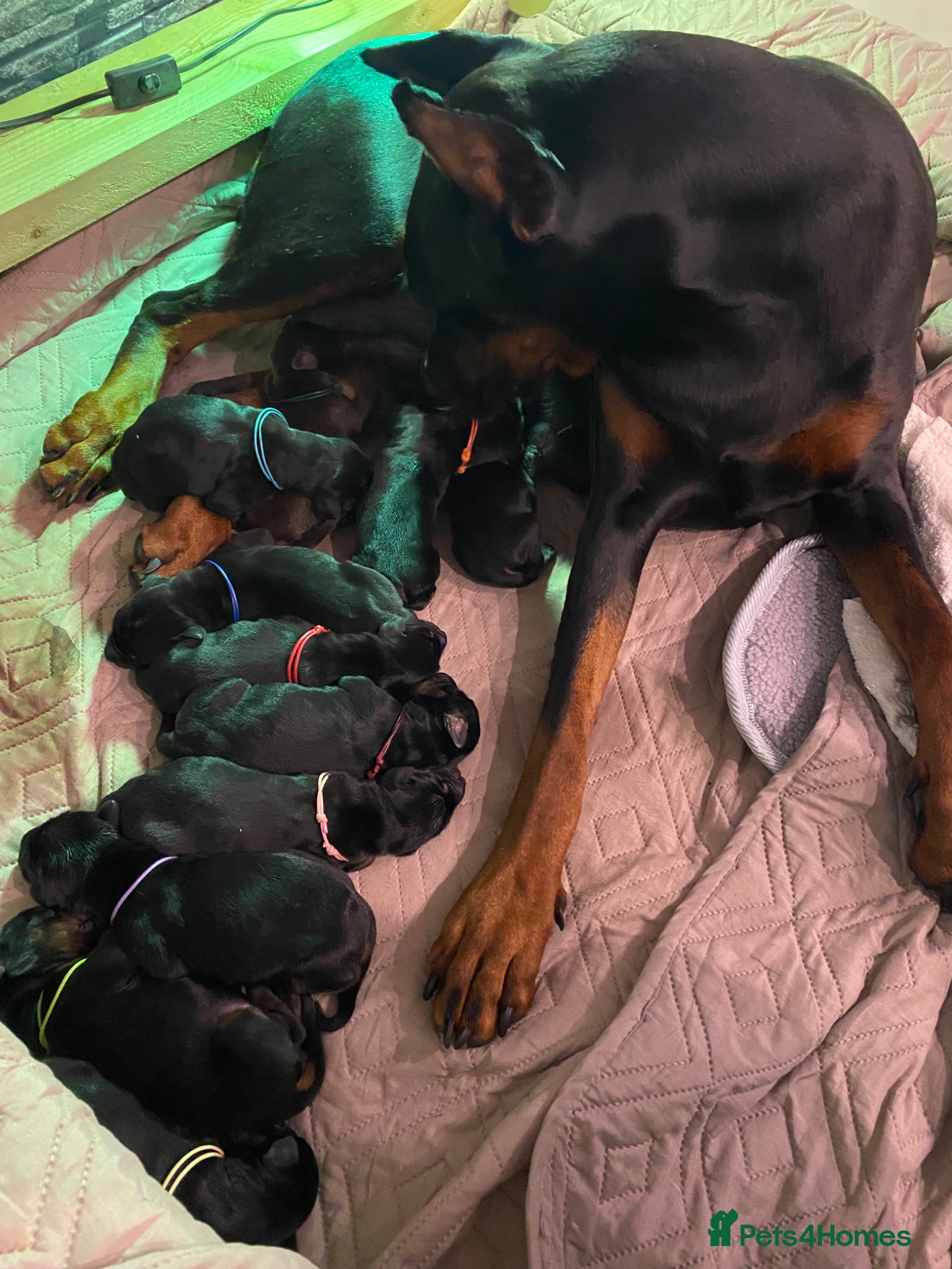 Dobermann dogs Doberman puppies - Advert 1