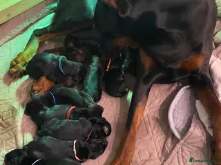 Dobermann dogs Doberman puppies - Advert 1