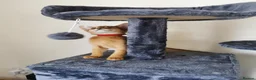 Abyssinian cats for sale: Beautiful Abyssinian Kitten ready for reservation  - Advert 13