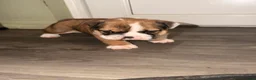 English Bulldog dogs for sale: Bulldog pups  in Llanelli - Advert 8