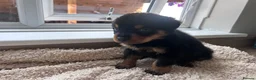 Rottweiler dogs for sale: Beautiful Rottweiler Pups  - Advert 24
