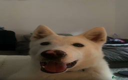 Mixed Breed dogs for sale: American x Japanese Akita  - Image 4