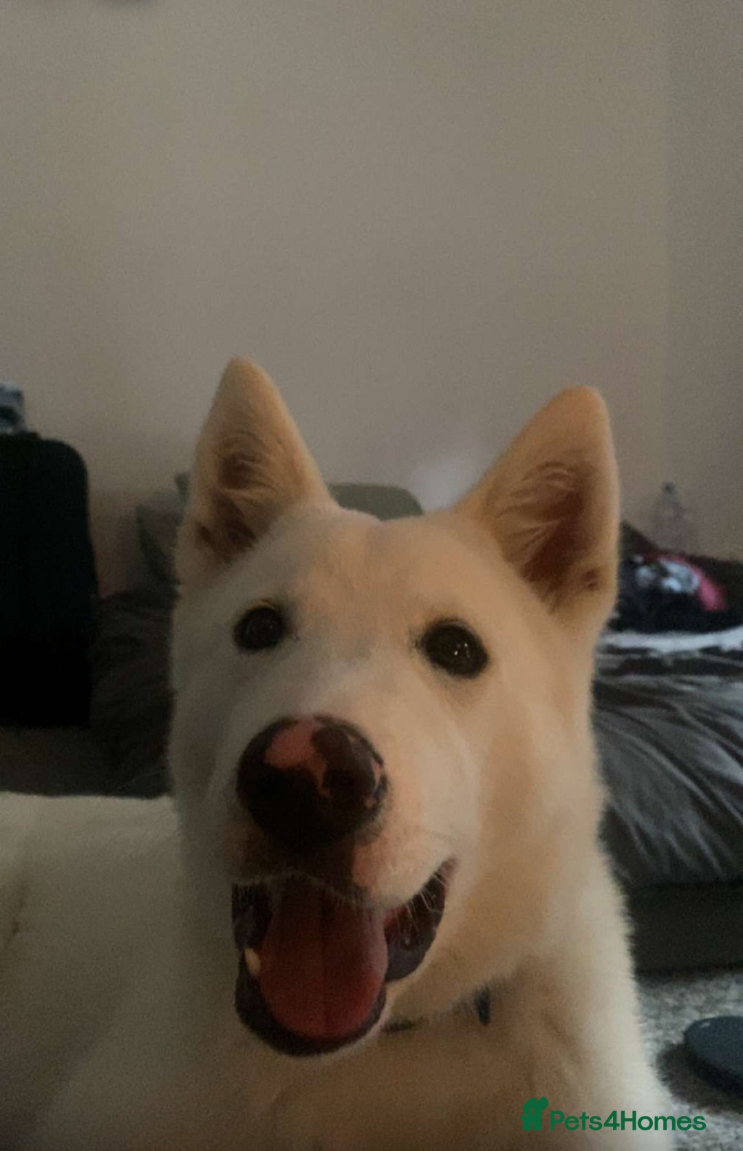 Mixed Breed dogs for sale: American x Japanese Akita  - Image 4