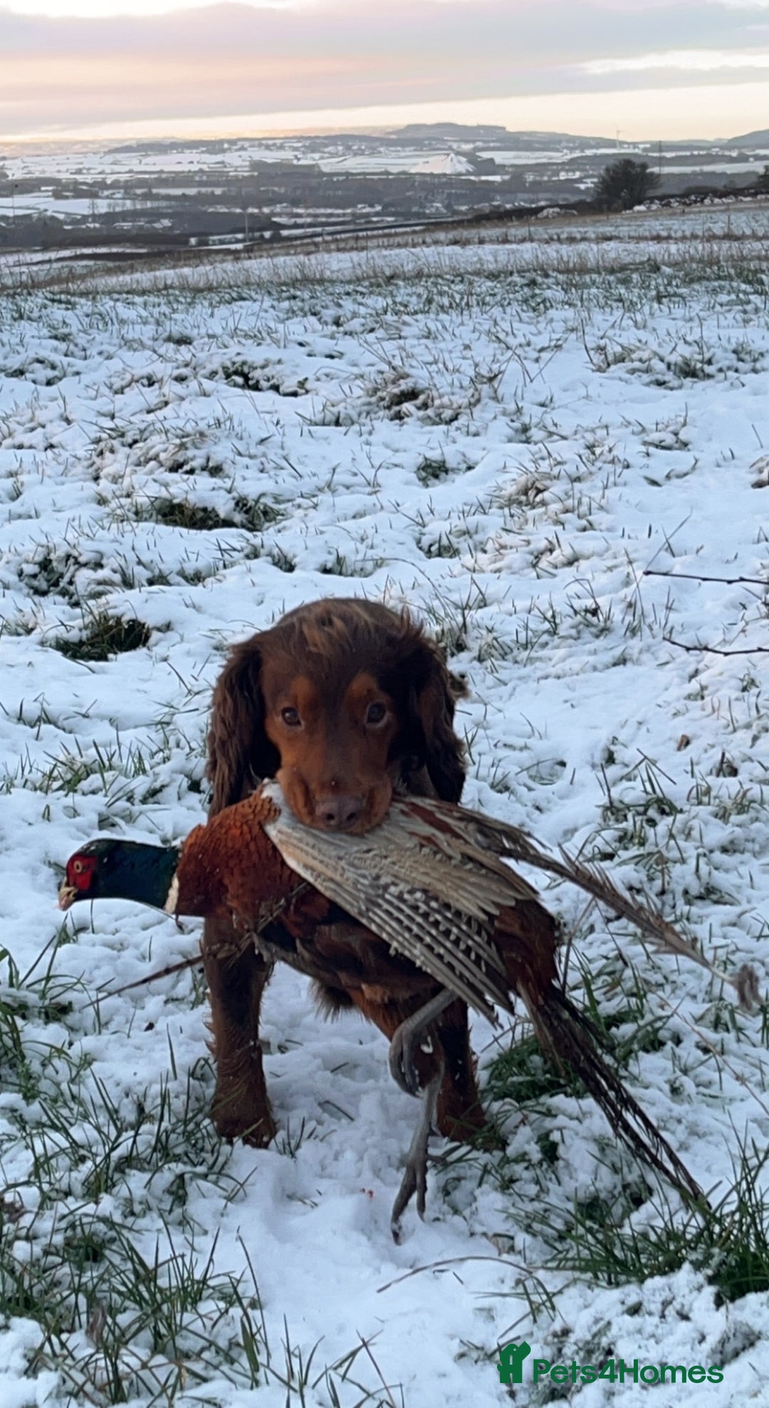 Cocker Spaniel dogs for stud: Cocker Spaniel stud  - Advert 20