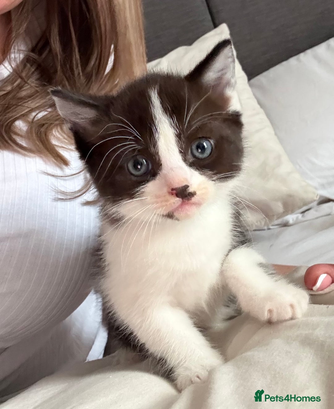 Ragdoll cats for sale: 2 kittens available 1 female, 1 male  - Image 3