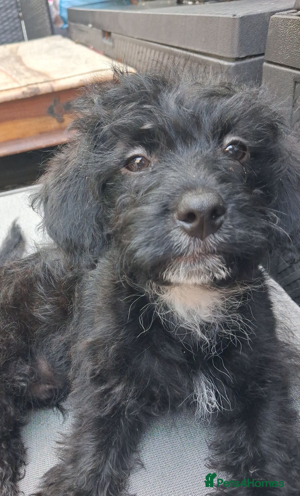 Mixed Breed dogs READY TO LEAVE Last boy Miniature poodle cross  - Advert 1