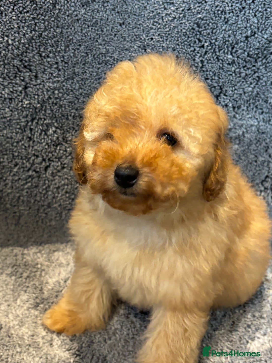 Toy Poodle dogs for sale: 2 beautiful toy poodle girls READY SOON  - Advert 8