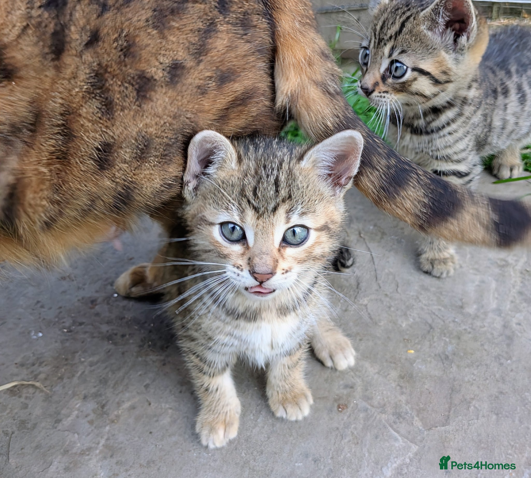 Mixed Breed cats Ready now... Gorgeous Bengal X Kittens - Advert 4