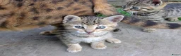 Mixed Breed cats for sale: Ready to leave... Gorgeous Bengal X Kittens - Advert 8