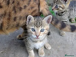 Mixed Breed cats Ready now... Gorgeous Bengal X Kittens - Advert 4
